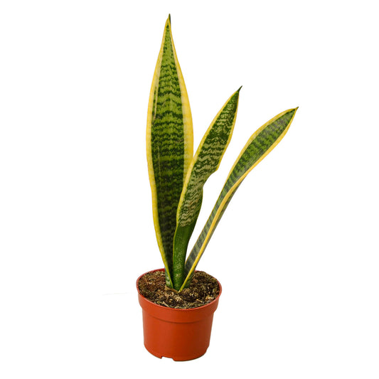 Snake Plant 'Laurentii' 4” NURSERY POT ONLY