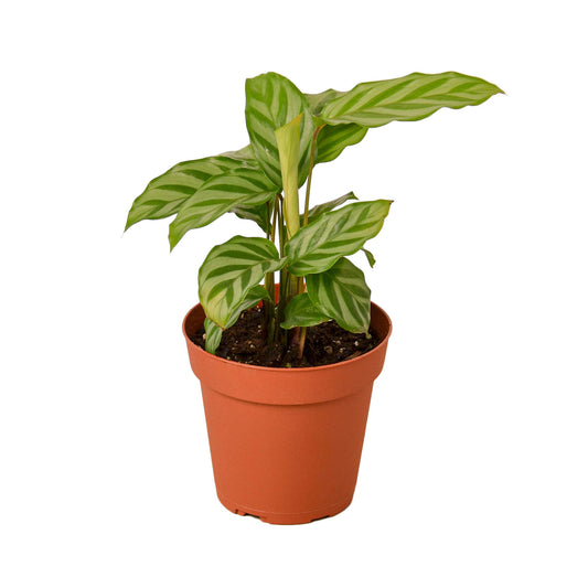 Calathea Concinna 'Freddie' 6” NURSERY POT ONLY