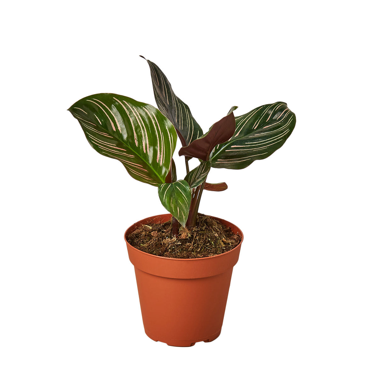Calathea 'Ornata' 4” NURSERY POT ONLY