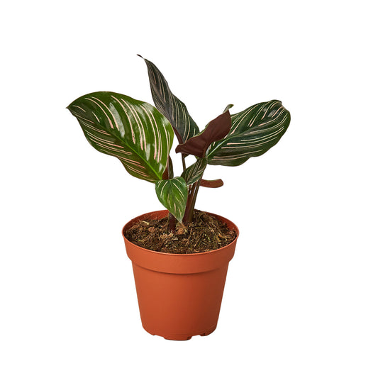 Calathea 'Ornata' 4” NURSERY POT ONLY