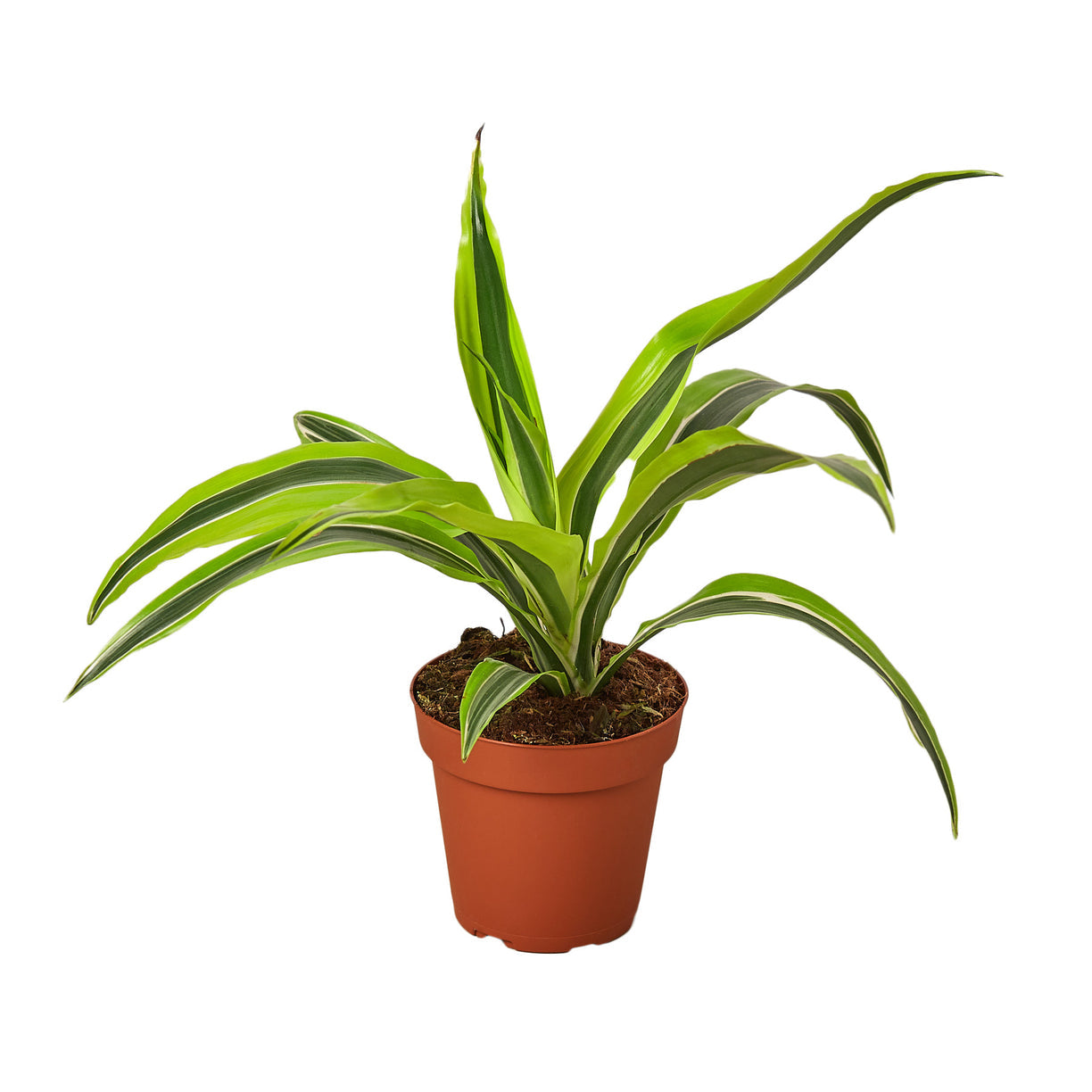 Dracaena Deremensis 'Lemon Lime' 4” NURSERY POT ONLY