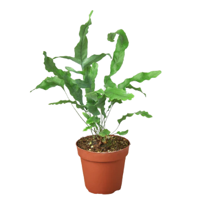 Fern ‘Blue Star’ 4” NURSERY POT ONLY