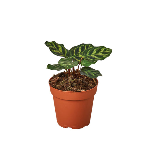 Calathea 'Makoyana' 4” NURSERY POT ONLY