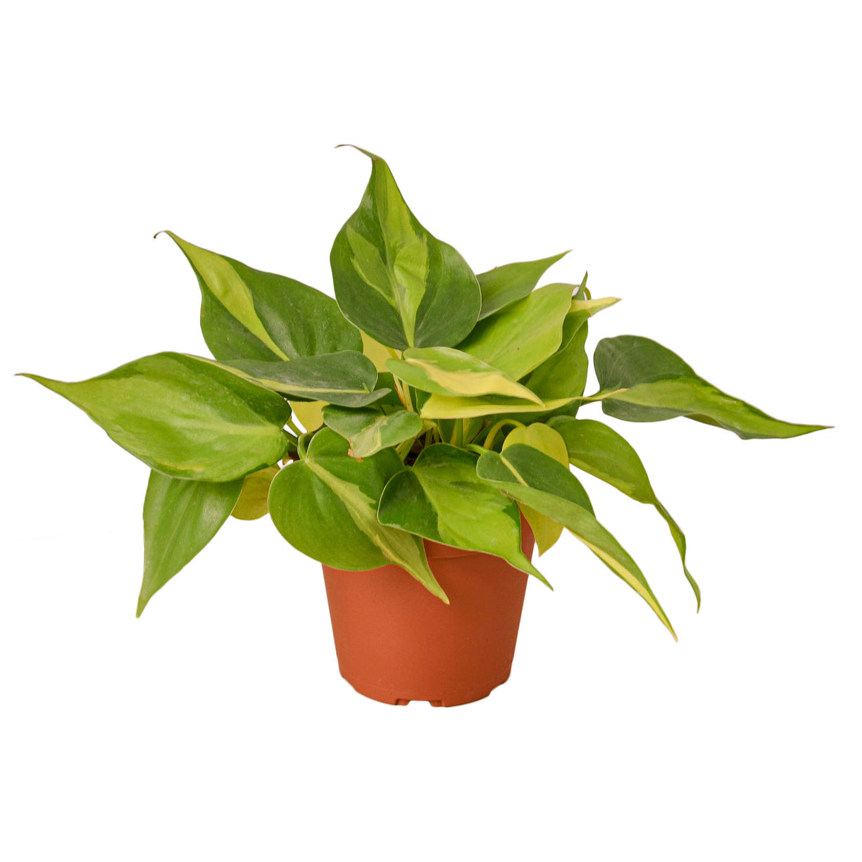 Philodendron 'Brasil' 4” NURSERY POT ONLY