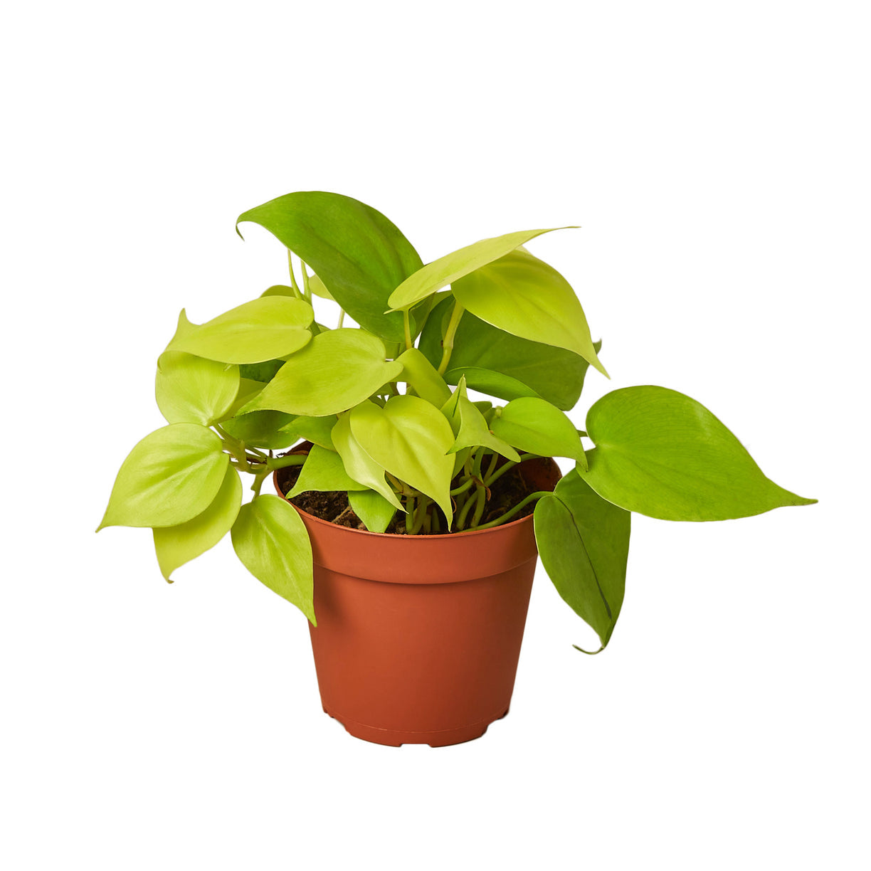Philodendron 'Neon' 4” NURSERY POT ONLY