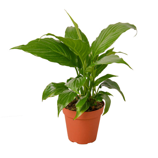 Spathiphyllum 'Peace Lily' 4” NURSERY POT ONLY