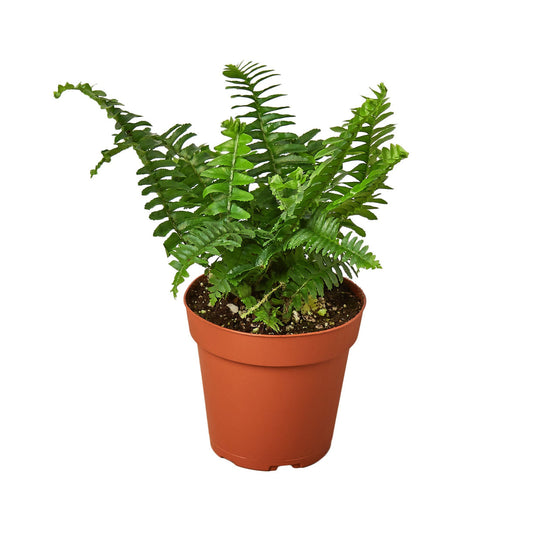 Fern 'Jester's Crown' - 4" - NURSERY POT ONLY