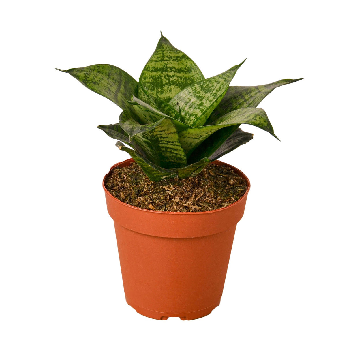 Snake Plant 'Black Robusta' - 4" NURSERY POT ONLY