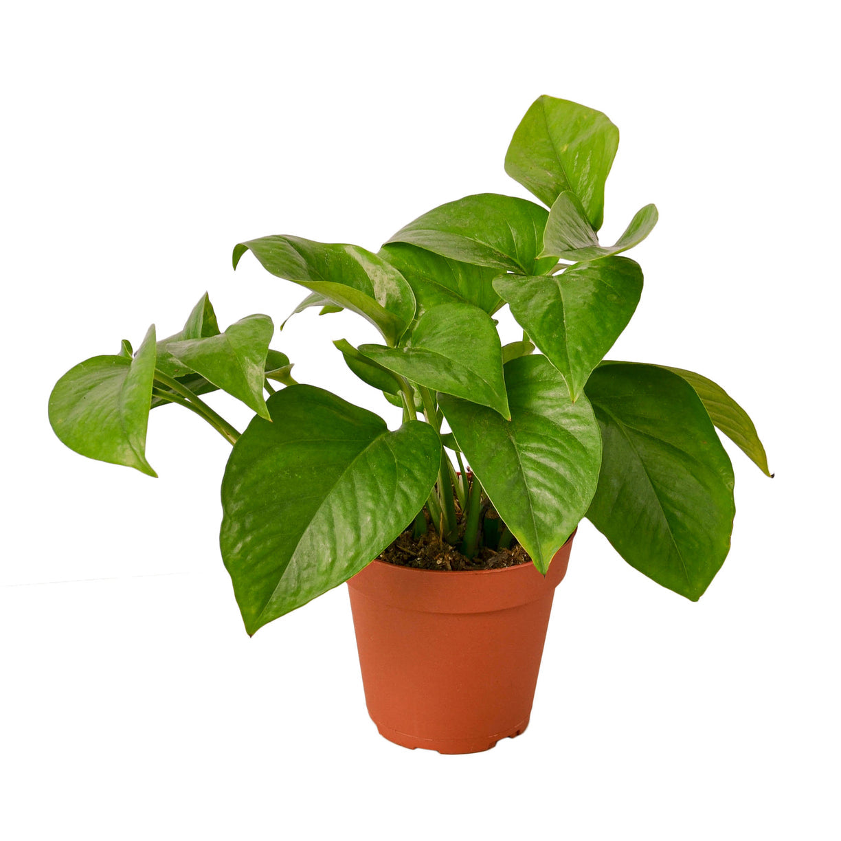 Pothos 'Green Queen' 4” NURSERY POT ONLY