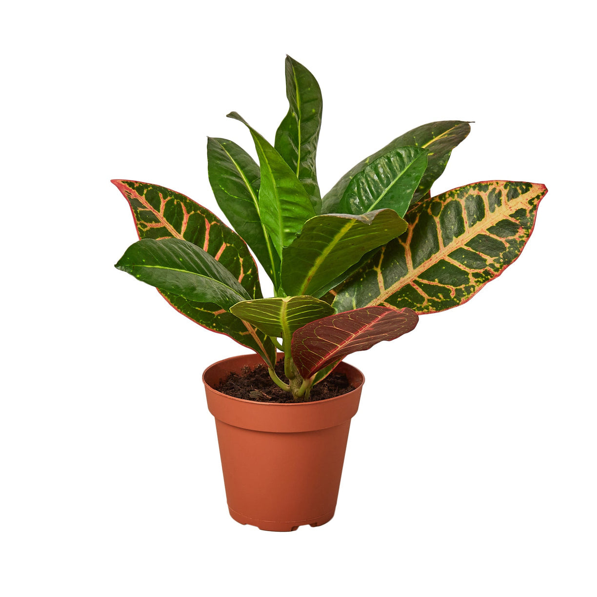 Croton Petra 'Joseph's Coat' - 4" NURSERY POT ONLY