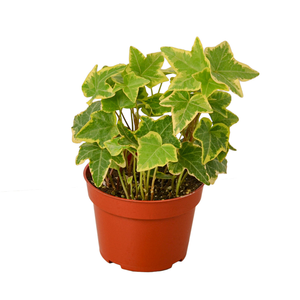 English Ivy Gold Child 4” NURSERY POT ONLY