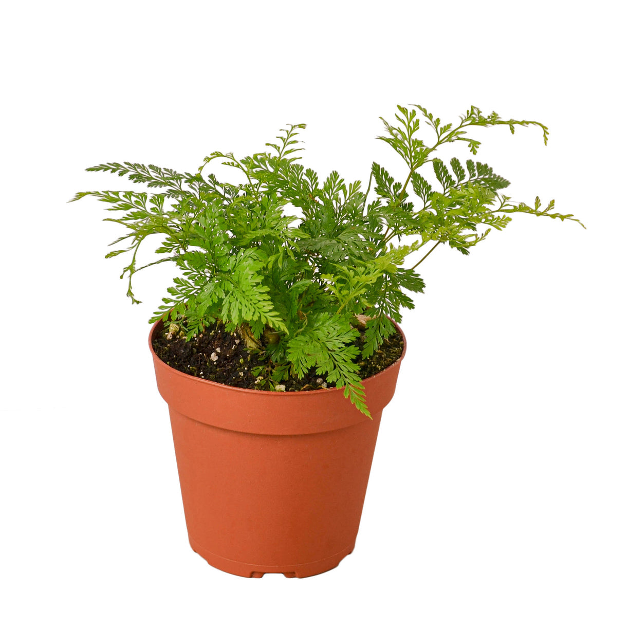 Fern ‘Rabbits Foot’ 4” NURSERY POT ONLY