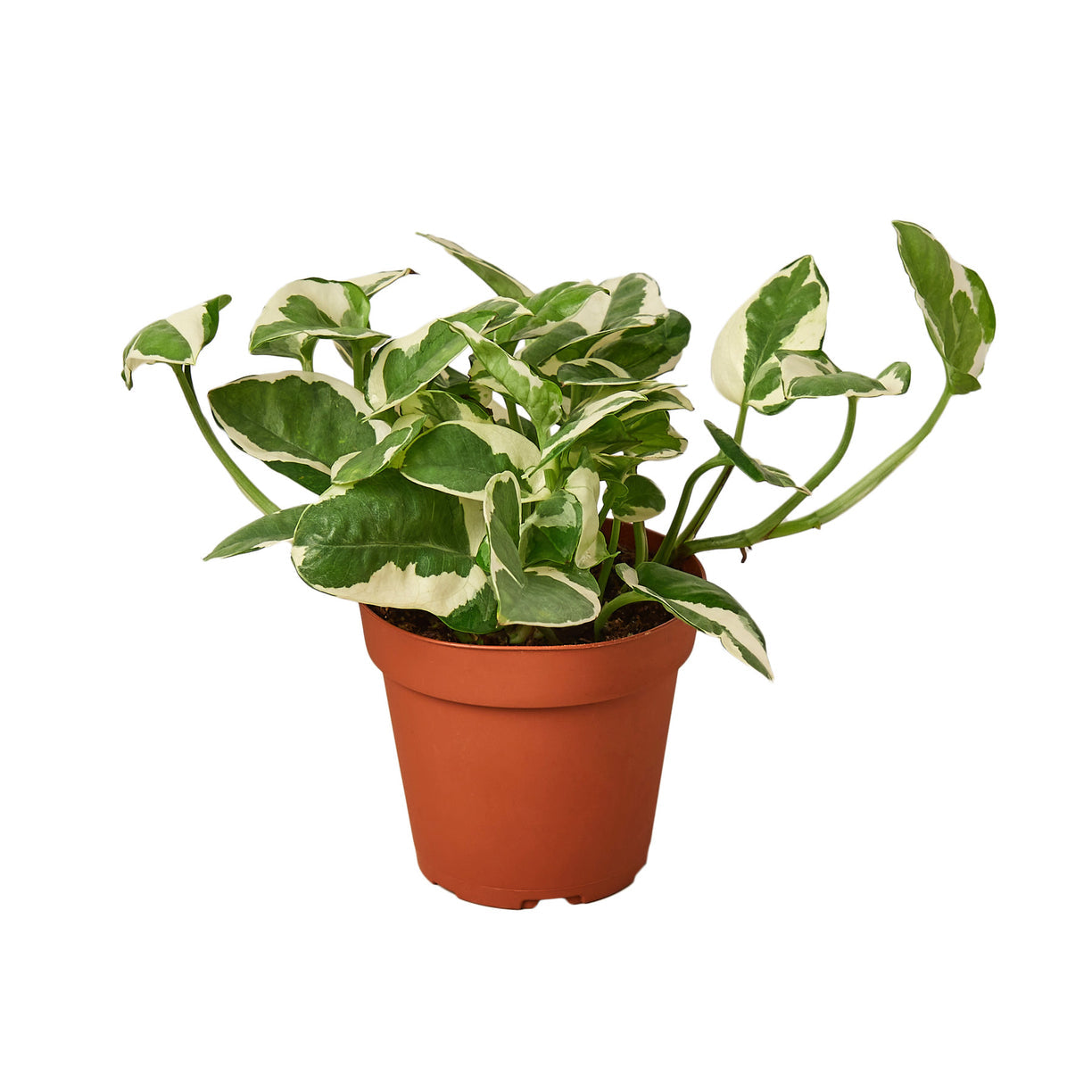 Pothos 'N'joy' 4” NURSERY POT ONLY