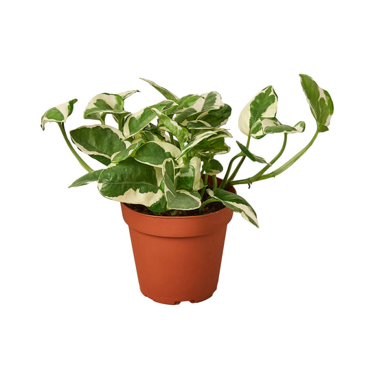 Pothos 'N'joy' 4” NURSERY POT ONLY