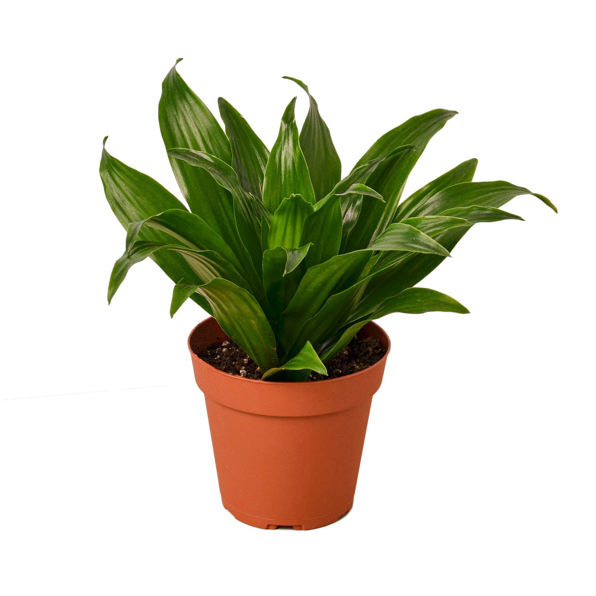 Dracaena 'Janet Craig' - 4" NURSERY POT ONLY