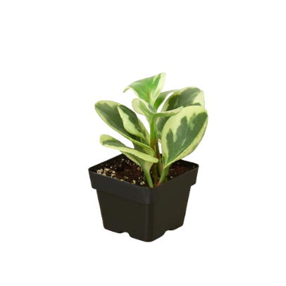 Peperomia 'Marble' 4” NURSERY POT ONLY