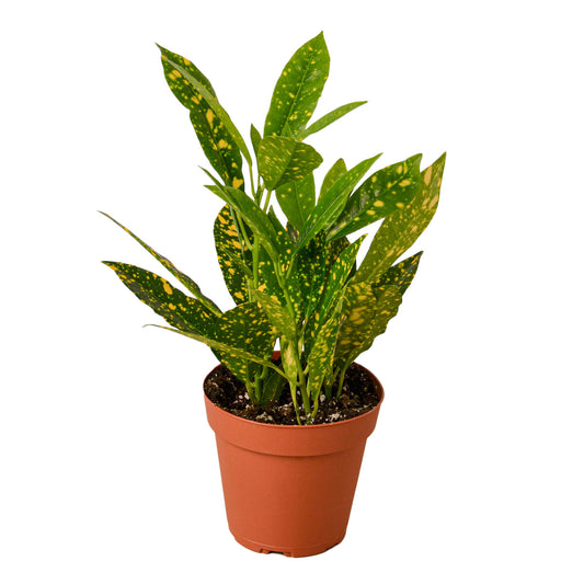 Croton 'Gold Dust‘ 4” NURSERY POT ONLY