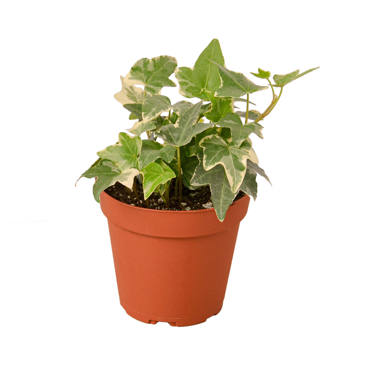 English Ivy 'Glacier' 4” NURSERY POT ONLY