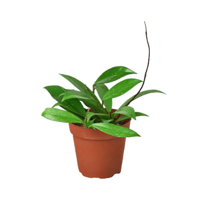 Hoya 'Publicalyx' 4” NURSERY POT ONLY