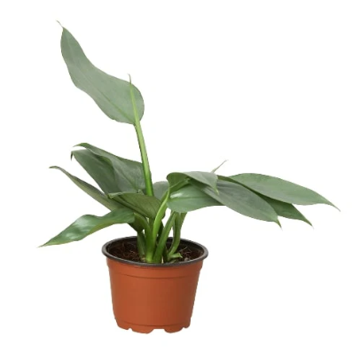 Philodendron 'Silver Sword' 4” NURSERY POT ONLY
