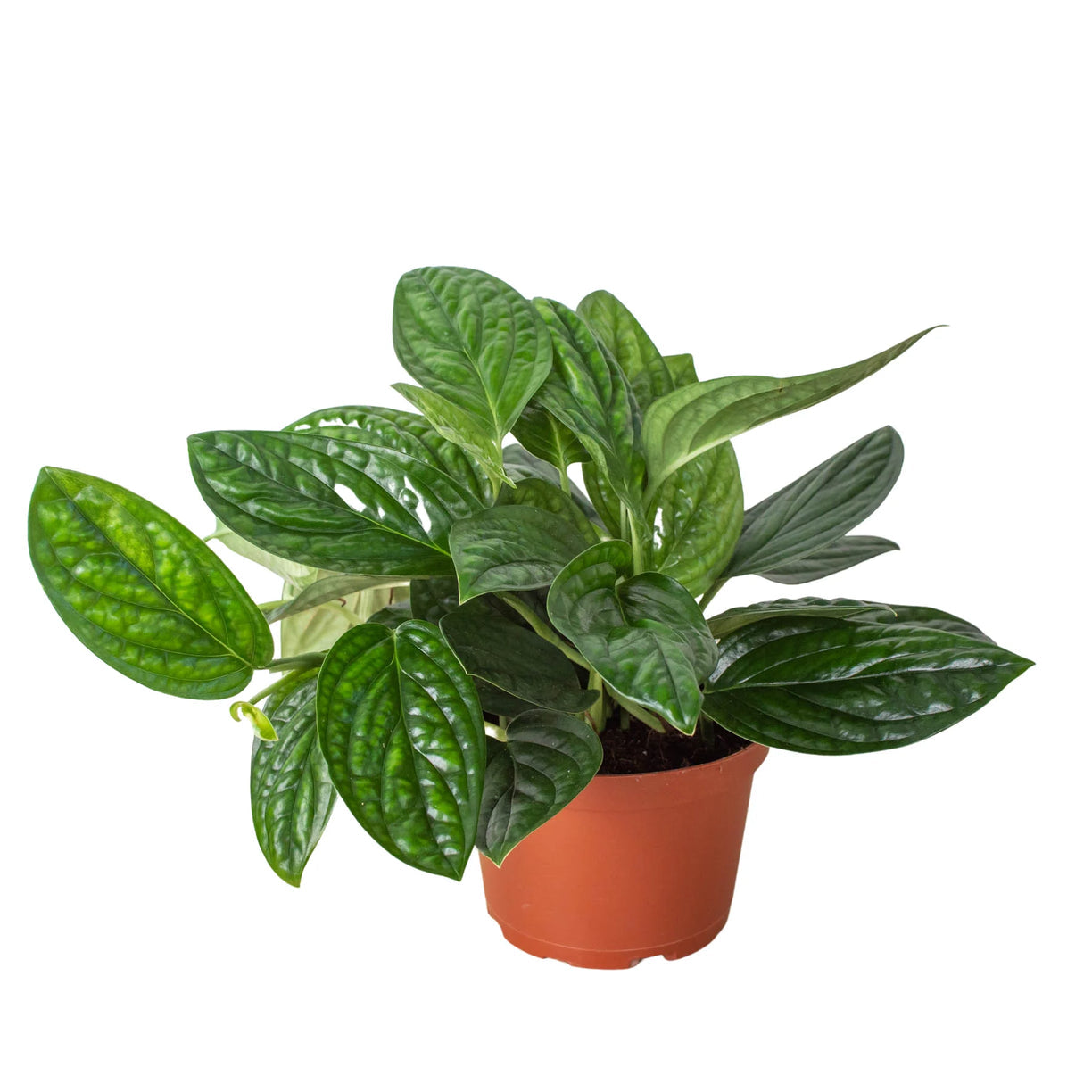 Monstera 'Peru' 4” NURSERY POT ONLY