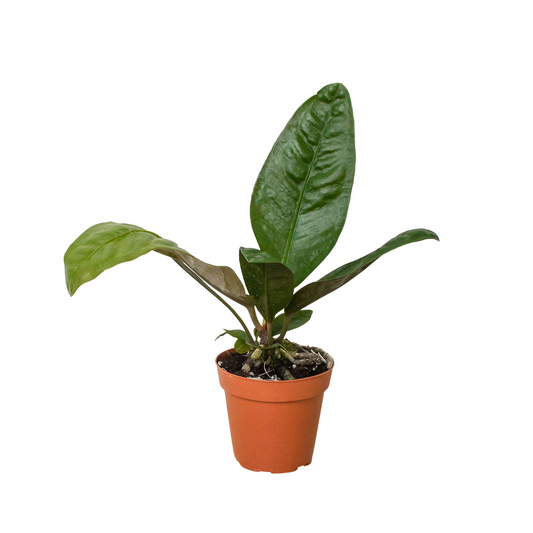 Anthurium 'Superbum' 4” NURSERY POT ONLY