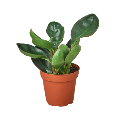 Peperomia Red Edge 4” NURSERY POT ONLY