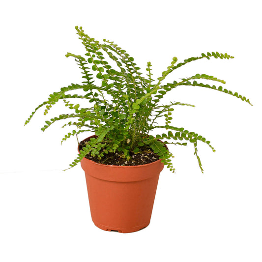 Fern ‘Lemon Button’ 4” NURSERY POT ONLY