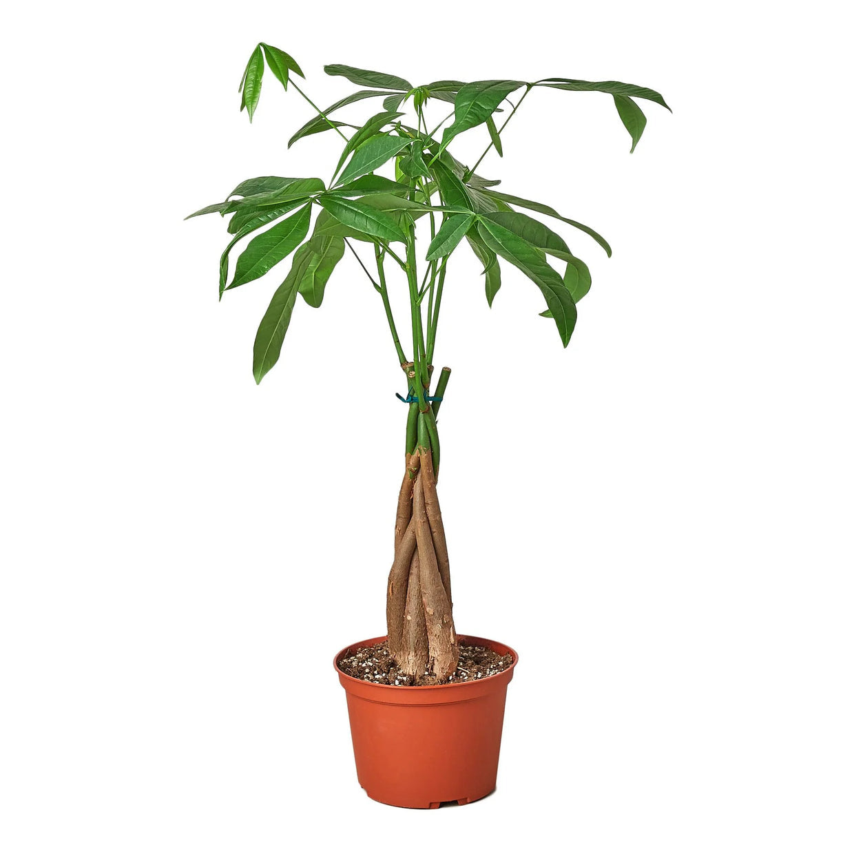 Money Tree 'Guiana Chestnut' Pachira Braid 4” NURSERY POT ONLY