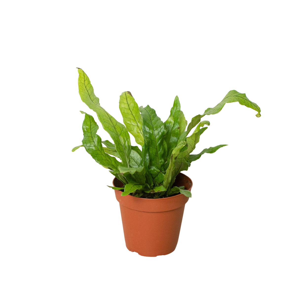 Fern 'Crocodile' 4” NURSERY POT ONLY
