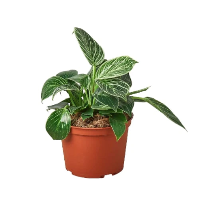 Philodendron 'Birkin' 4” NURSERY POT ONLY