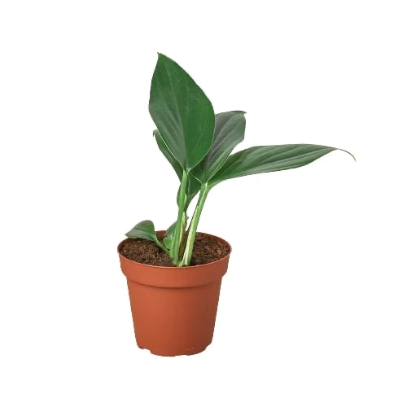 Philodendron 'Dragon Tail' 4” NURSERY POT ONLY