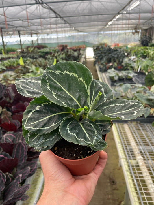 Calathea 'Green Goddess' 4” NURSERY POT ONLY
