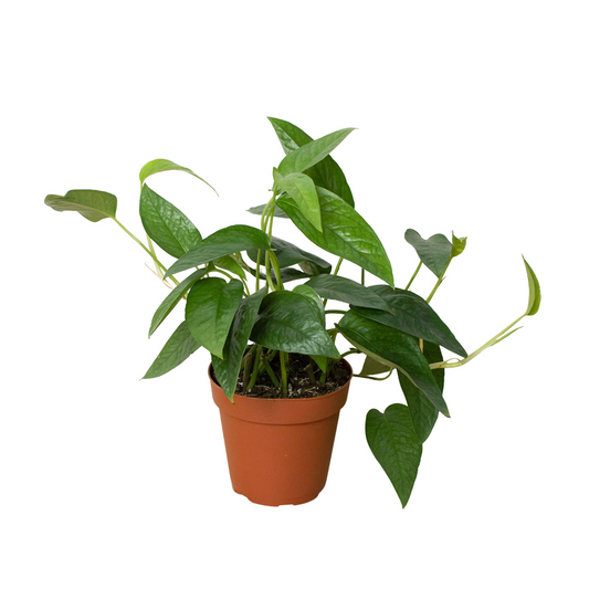 Pothos 'Cebu Blue' 4” NURSERY POT ONLY