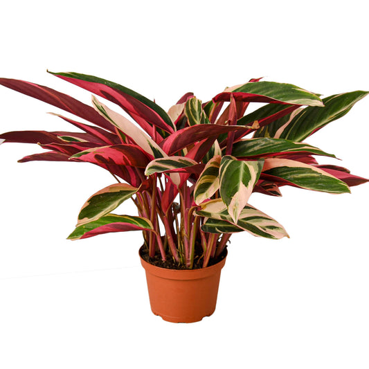 Stromanthe Triostar 4” NURSERY POT ONLY