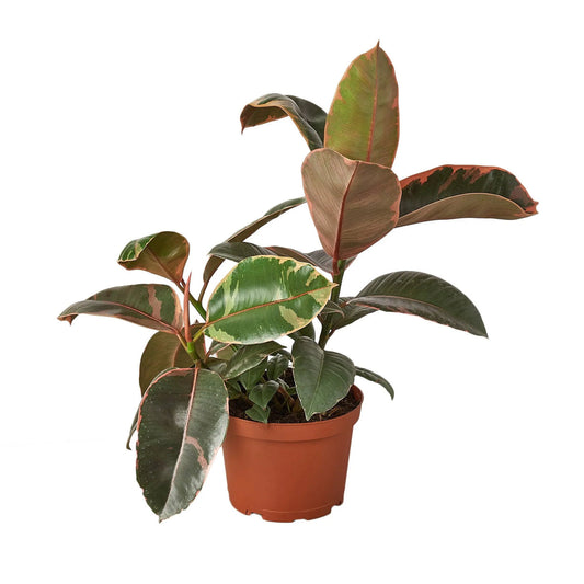 Ficus Elastica 'Ruby Pink' 4” NURSERY POT ONLY