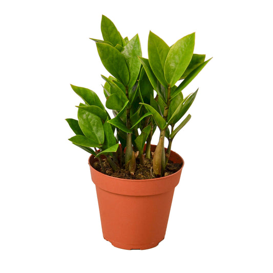 Zamioculcas Zamiifolia ZZ 4” NURSERY POT ONLY