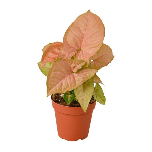 Syngonium Strawberry 4” NURSERY POT ONLY