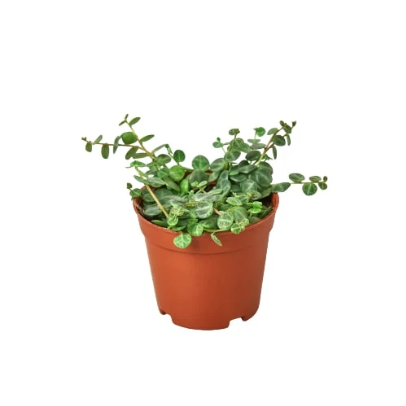 Peperomia Prostrata 'String of Turtles' 4” NURSERY POT ONLY