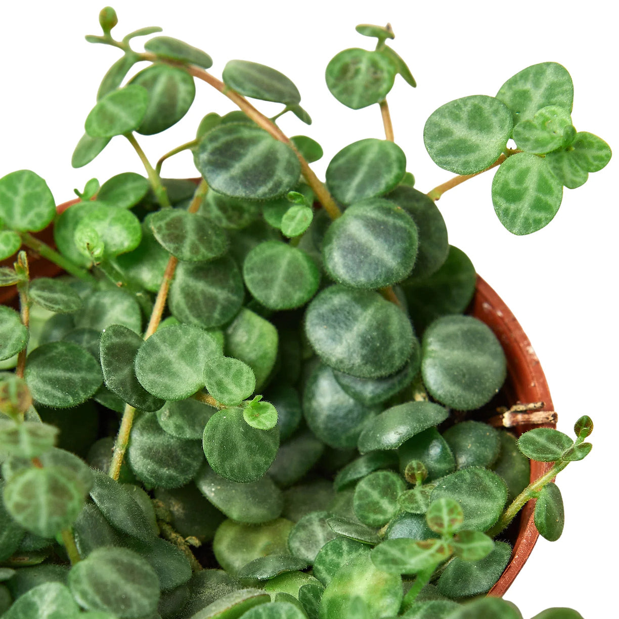 Peperomia Prostrata 'String of Turtles' 4” NURSERY POT ONLY