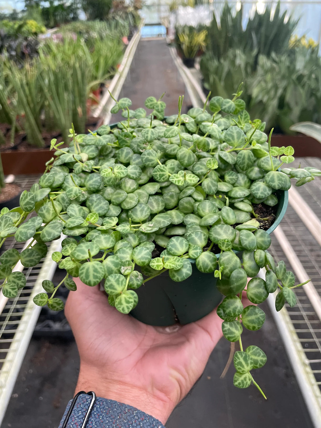 Peperomia Prostrata 'String of Turtles' 4” NURSERY POT ONLY