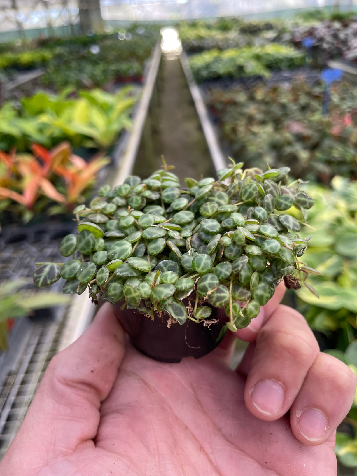 Peperomia Prostrata 'String of Turtles' 4” NURSERY POT ONLY