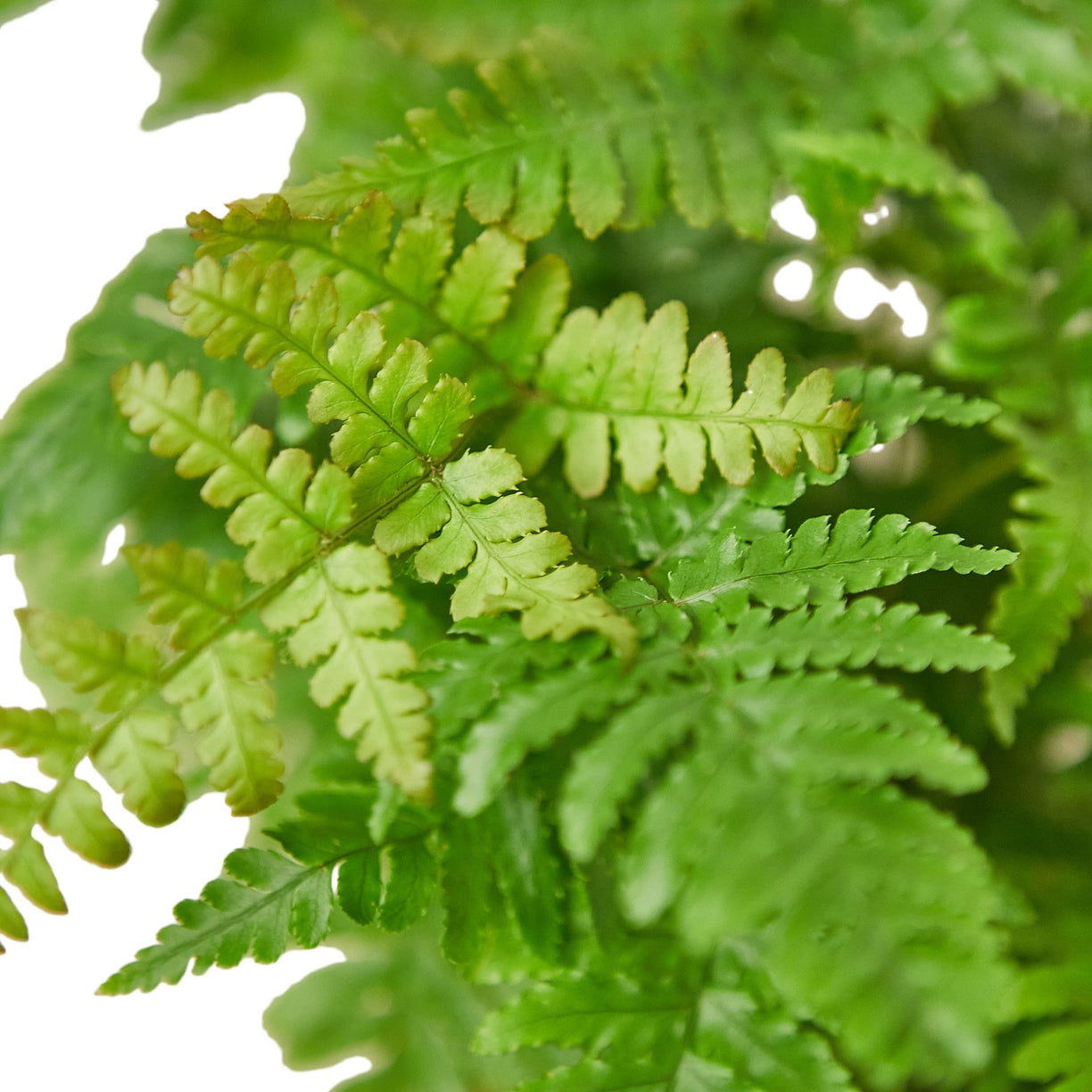 Fern 'Autumn' 4” NURSERY POT ONLY