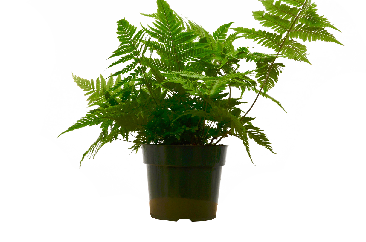 Fern 'Autumn' 4” NURSERY POT ONLY