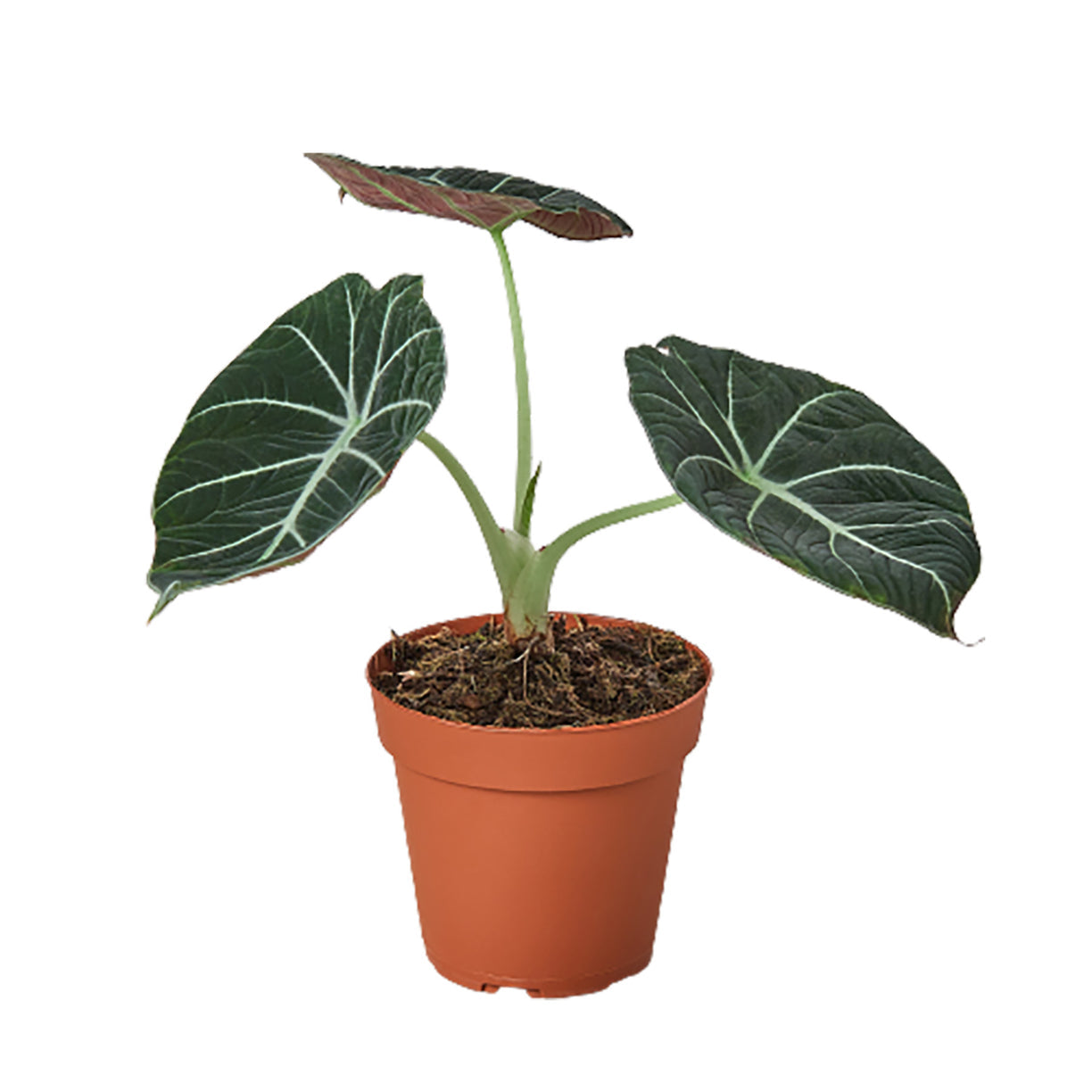 Alocasia Reginula 'Black Velvet' 6” NURSERY POT ONLY
