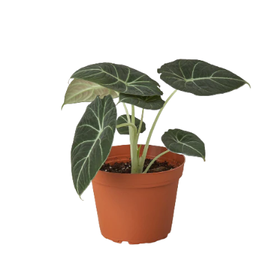 Alocasia Reginula 'Black Velvet' 6” NURSERY POT ONLY