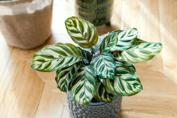 Calathea 'Green Goddess' 4” NURSERY POT ONLY