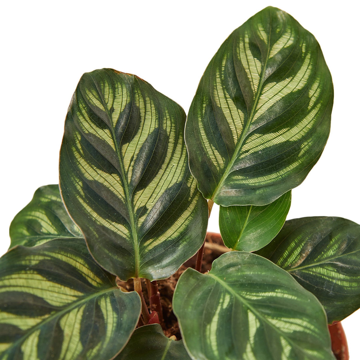 Calathea 'Makoyana' 4” NURSERY POT ONLY