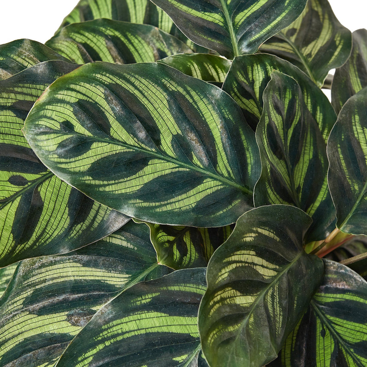 Calathea 'Makoyana' 4” NURSERY POT ONLY