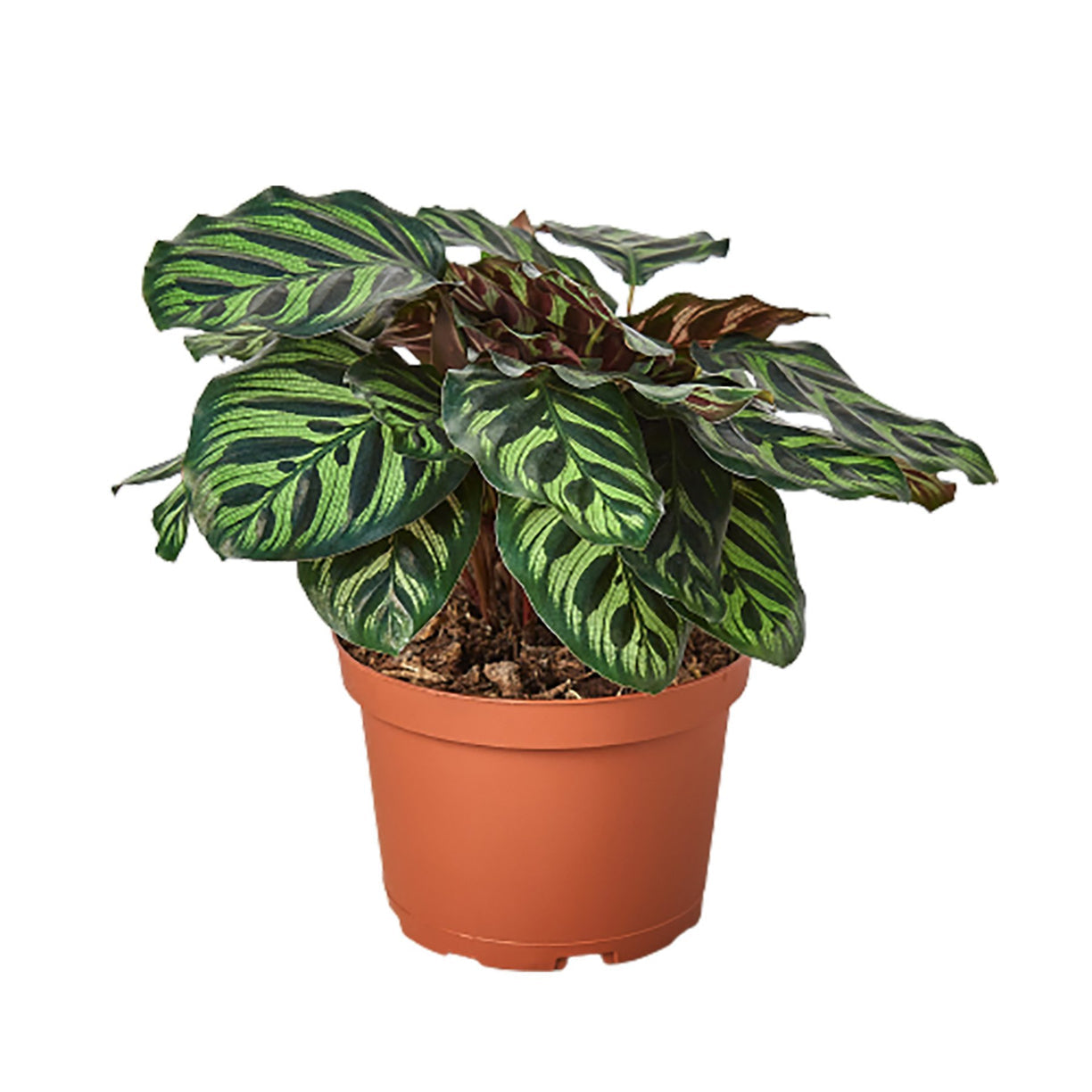 Calathea 'Makoyana' 4” NURSERY POT ONLY